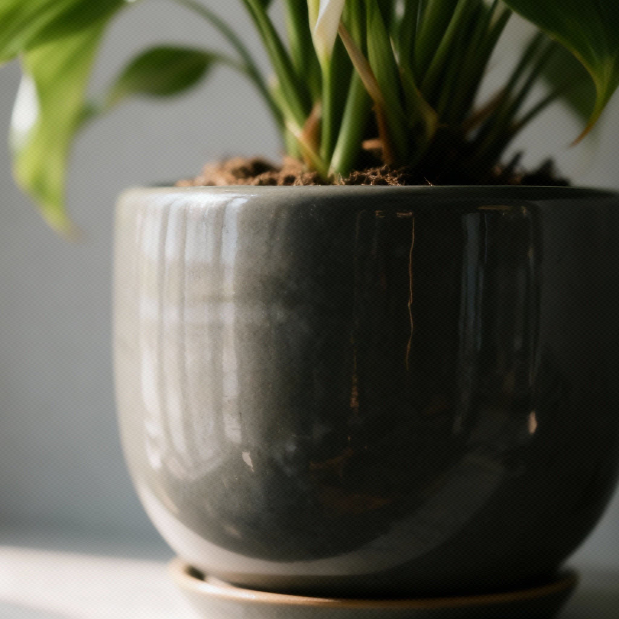 The Verde Accent Plant